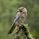 Eurasian Jay