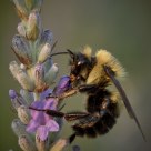 Bee and Lavender