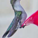 Ruby-throated Hummingbird