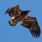 Raptor