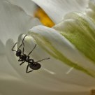 The ant and the flower