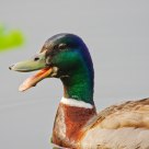 Wild Duck
