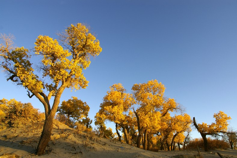 Golden Poplar