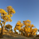 Golden Poplar