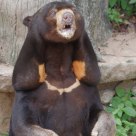 Sumatran bear