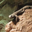 Lizard on the Rocks