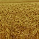Harvest