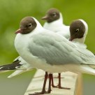 Three friends! Croicocephalus ridibundus / Black-headed Gull