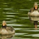 Anser anser / Greylag Goose