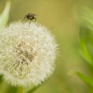 Fly on a dandelion