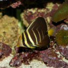 Reef Living