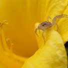 Killer in Flower