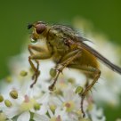 Yellow Dung Fly