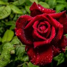 Rose im Regen