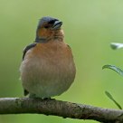 finch
