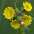 fleur