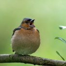 singing finch