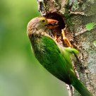 Lineated Barbet 