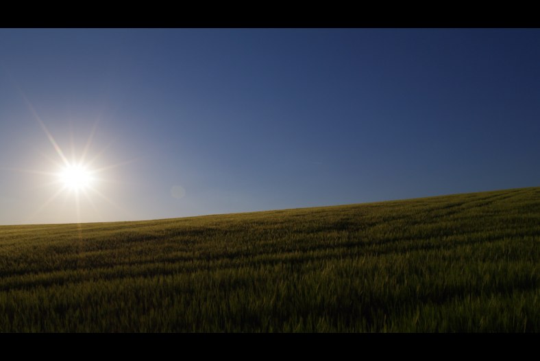 a summer evening in the fields