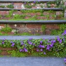 Floral Stairs