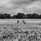 Field