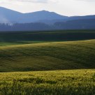 fields
