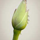 Drops