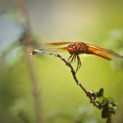 Dragonfly Smile
