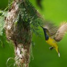 Sunbird and his nest