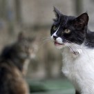 Stray cats