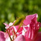 Grasshopper