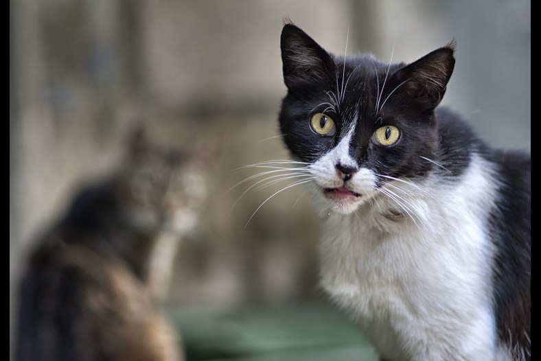 Stray cats