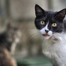Stray cats