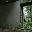 Door to the jungle II