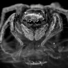 Little Spider