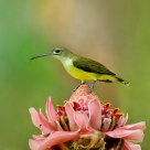 Little Spiderhunter on flower