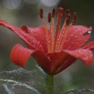 lily