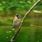 On the branch
