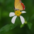 Heliophorus epicles