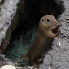 Ground Squirrel 