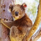 widelife koala