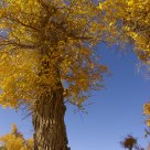 Golden Poplar