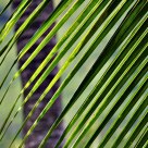 Palm