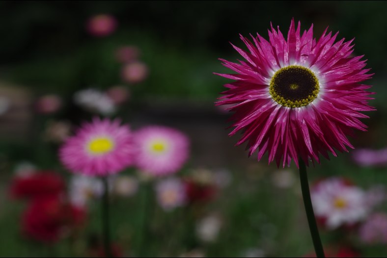 Paper Flower