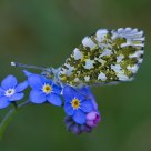 Ornage Tip On Forget Me Not
