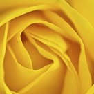 Labyrinth of petals