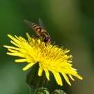 Insect