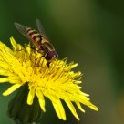 Insect