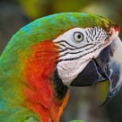 Green Macaw