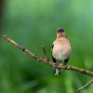 finch